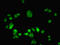Myelin Expression Factor 2 antibody, LS-C370013, Lifespan Biosciences, Immunofluorescence image 