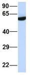 Serine Protease 16 antibody, GTX47053, GeneTex, Western Blot image 