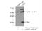 Mitochondrial RRNA Methyltransferase 2 antibody, 22556-1-AP, Proteintech Group, Immunoprecipitation image 