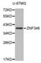 Zinc Finger Protein 346 antibody, abx002431, Abbexa, Western Blot image 
