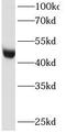 Ribonuclease/Angiogenin Inhibitor 1 antibody, FNab07366, FineTest, Western Blot image 