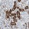 PDZ Domain Containing 1 antibody, NBP1-82573, Novus Biologicals, Immunohistochemistry frozen image 