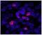 Zinc Fingers And Homeoboxes 3 antibody, NB100-68220, Novus Biologicals, Immunofluorescence image 