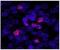 Kiaa0395 antibody, NB100-68220, Novus Biologicals, Immunofluorescence image 