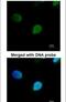 Pre-MRNA Processing Factor 19 antibody, PA5-34777, Invitrogen Antibodies, Immunofluorescence image 