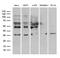 Ring Finger Protein 4 antibody, LS-C798896, Lifespan Biosciences, Western Blot image 