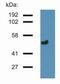 Tubulin Gamma 1 antibody, NB110-90616, Novus Biologicals, Western Blot image 