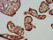 Transient Receptor Potential Cation Channel Subfamily V Member 6 antibody, LS-C674289, Lifespan Biosciences, Immunohistochemistry paraffin image 