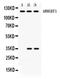 Rho Guanine Nucleotide Exchange Factor 1 antibody, PA5-78821, Invitrogen Antibodies, Western Blot image 