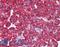 Interferon Induced With Helicase C Domain 1 antibody, LS-B2107, Lifespan Biosciences, Immunohistochemistry paraffin image 