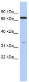 Ataxin 7 Like 2 antibody, TA337844, Origene, Western Blot image 