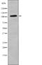 Colony Stimulating Factor 1 Receptor antibody, abx149573, Abbexa, Western Blot image 