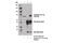 Lymphocyte Cytosolic Protein 2 antibody, 14770S, Cell Signaling Technology, Immunoprecipitation image 