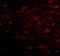Zinc Finger Protein 667 antibody, NBP1-77357, Novus Biologicals, Immunofluorescence image 
