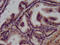 WAP Four-Disulfide Core Domain 2 antibody, LS-C211882, Lifespan Biosciences, Immunohistochemistry frozen image 