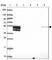 Phospholipase D Family Member 4 antibody, HPA051512, Atlas Antibodies, Western Blot image 