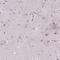 Myosin Heavy Chain 15 antibody, HPA034871, Atlas Antibodies, Immunohistochemistry frozen image 