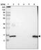 Coactosin-like protein antibody, NBP2-48515, Novus Biologicals, Western Blot image 