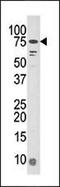 BR serine/threonine-protein kinase 1 antibody, PA5-15490, Invitrogen Antibodies, Western Blot image 