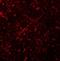 Membrane Spanning 4-Domains A6A antibody, orb178880, Biorbyt, Immunocytochemistry image 