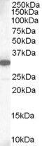 MCL1 Apoptosis Regulator, BCL2 Family Member antibody, PA5-18280, Invitrogen Antibodies, Western Blot image 