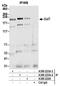 Cullin 7 antibody, A300-223A, Bethyl Labs, Immunoprecipitation image 