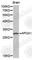 Apolipoprotein A1 antibody, A0334, ABclonal Technology, Western Blot image 