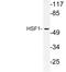 Heat Shock Transcription Factor 1 antibody, LS-C177768, Lifespan Biosciences, Western Blot image 