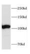 Centrosomal Protein 152 antibody, FNab01597, FineTest, Western Blot image 