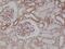 MYD88 Innate Immune Signal Transduction Adaptor antibody, MA5-27972, Invitrogen Antibodies, Immunohistochemistry paraffin image 