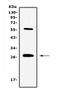 IL-17 antibody, GTX17587, GeneTex, Western Blot image 
