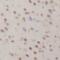 Neurogranin antibody, FNab05676, FineTest, Immunohistochemistry frozen image 