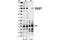 Protein Kinase C Gamma antibody, 9378L, Cell Signaling Technology, Western Blot image 