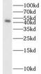 Sphingosine-1-Phosphate Receptor 2 antibody, FNab07569, FineTest, Western Blot image 
