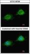 Pitrilysin Metallopeptidase 1 antibody, GTX119739, GeneTex, Immunocytochemistry image 