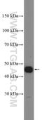 Cyclin E1 antibody, 11554-1-AP, Proteintech Group, Western Blot image 