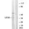 Galectin 8 antibody, PA5-49932, Invitrogen Antibodies, Western Blot image 