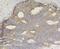 Three Prime Repair Exonuclease 1 antibody, NBP2-76875, Novus Biologicals, Immunohistochemistry paraffin image 