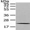 Mediator Complex Subunit 18 antibody, PA5-51305, Invitrogen Antibodies, Western Blot image 