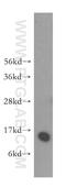 Cellular Retinoic Acid Binding Protein 2 antibody, 10225-1-AP, Proteintech Group, Western Blot image 