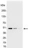 AU5 epitope tag antibody, 18820-01, QED Bioscience, Western Blot image 