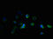 Transmembrane Protein 184B antibody, LS-C376845, Lifespan Biosciences, Immunofluorescence image 