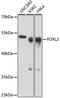 Forkhead Box L2 antibody, A01185, Boster Biological Technology, Western Blot image 