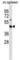 STE20 Related Adaptor Beta antibody, abx028636, Abbexa, Western Blot image 