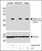 Mitogen-Activated Protein Kinase 11 antibody, M03738-1, Boster Biological Technology, Western Blot image 