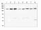 Desmoglein 2 antibody, PA1559, Boster Biological Technology, Western Blot image 