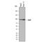 Gamma-Secretase Activating Protein antibody, AF8037, R&D Systems, Western Blot image 