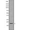 Cofilin 1 antibody, abx149444, Abbexa, Western Blot image 