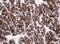 Amylase Alpha 2B (Pancreatic) antibody, NBP2-45492, Novus Biologicals, Immunohistochemistry frozen image 