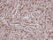 GRB2 Related Adaptor Protein antibody, LS-C185634, Lifespan Biosciences, Immunohistochemistry paraffin image 